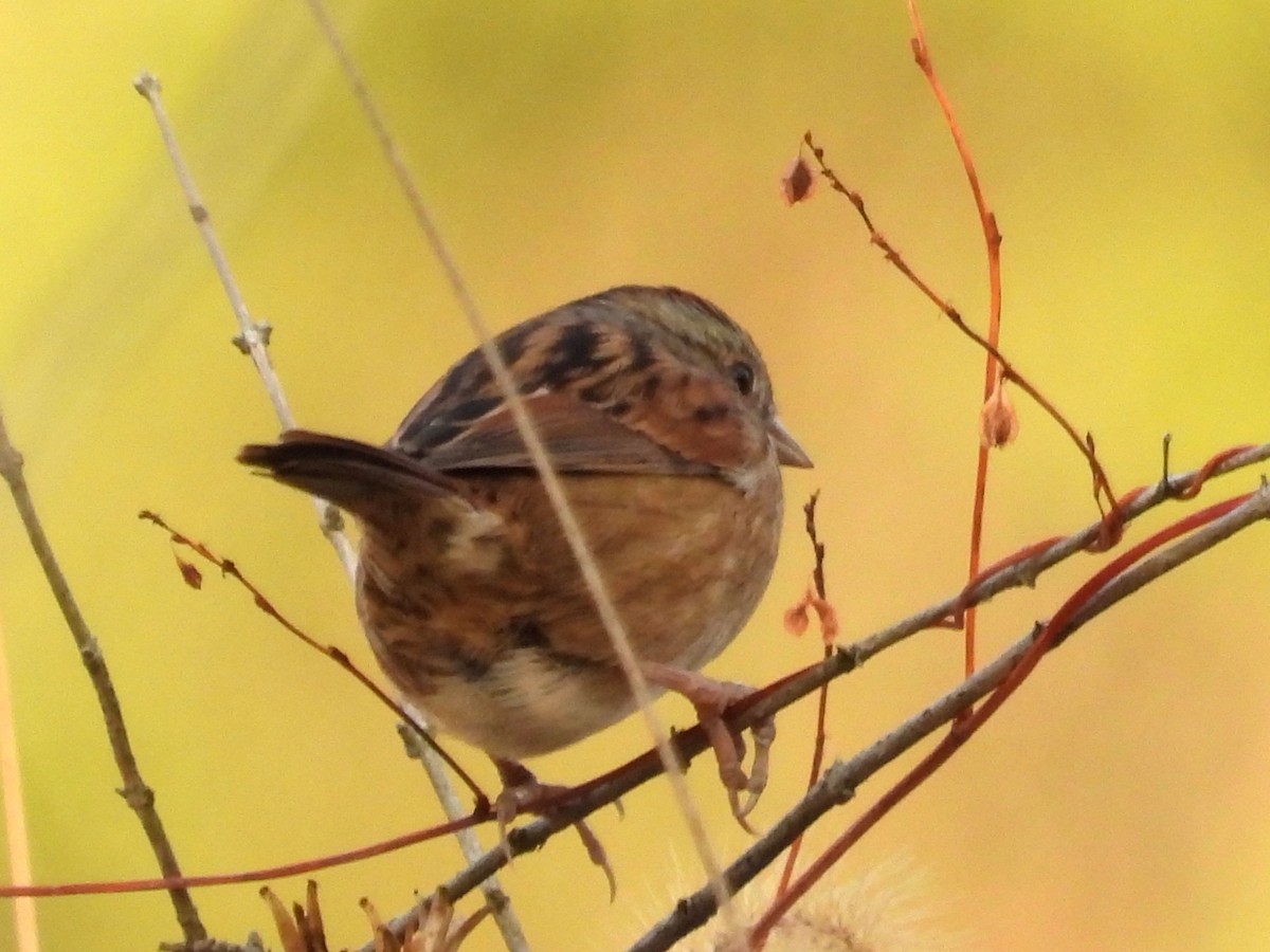 Swamp Sparrow - ML644278184