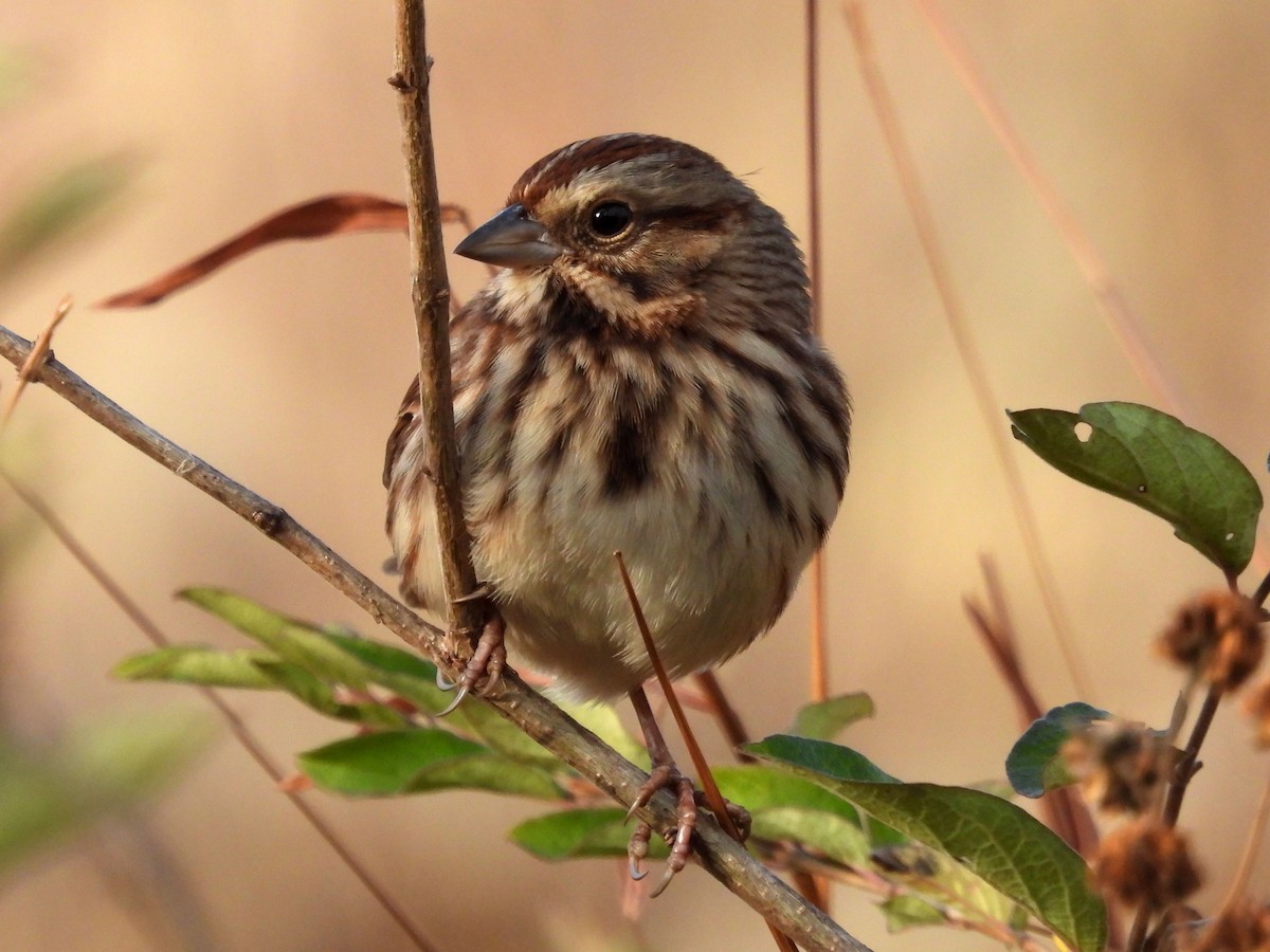 Song Sparrow - ML644278187