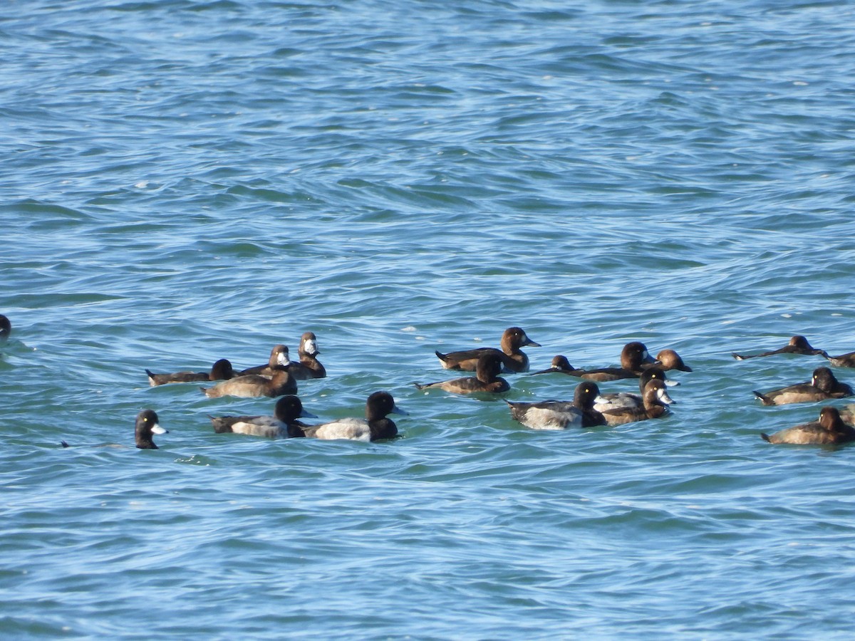 Fuligule milouinan - ML644278210