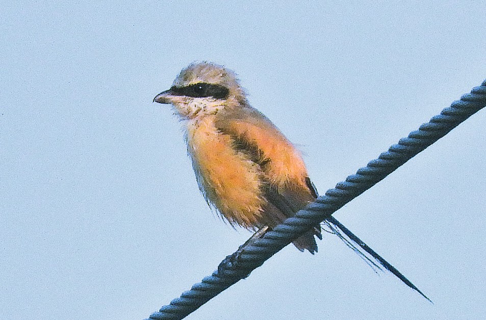 Brown Shrike - ML644278214