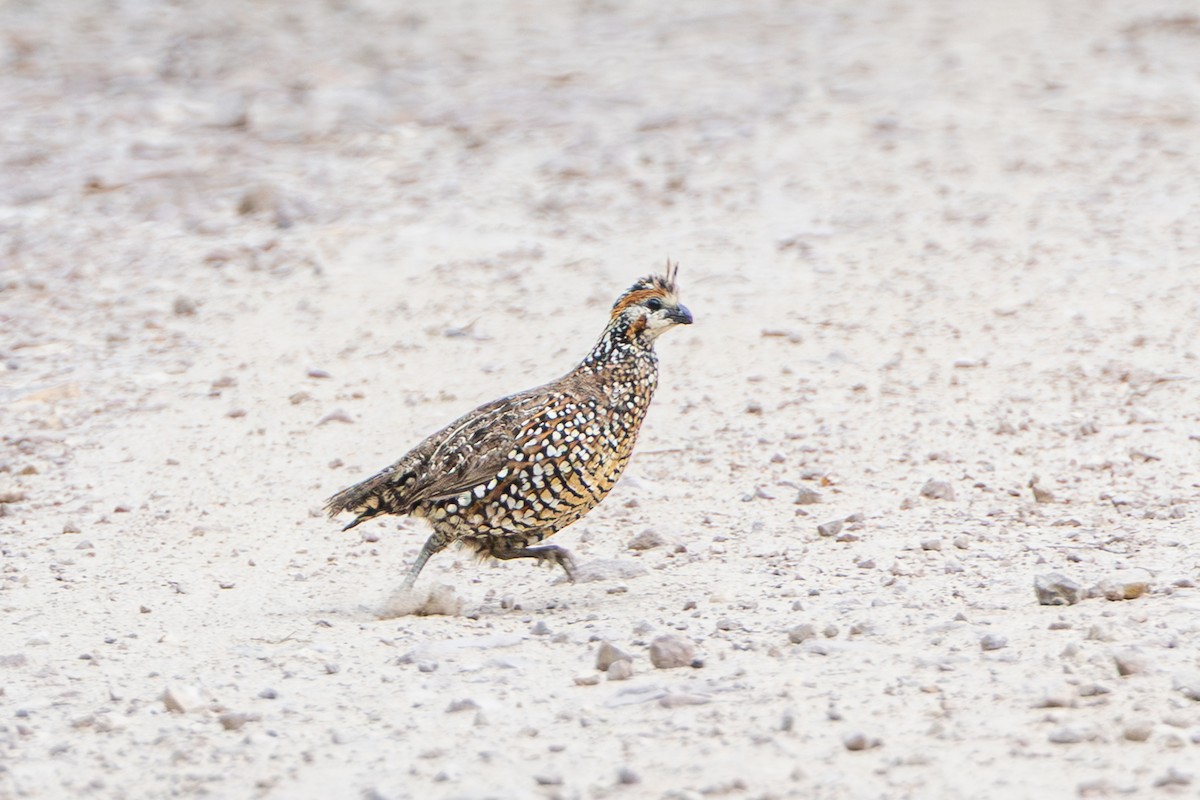 Crested Bobwhite - ML644278219