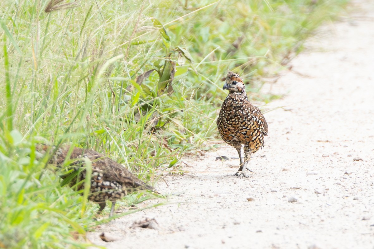 Crested Bobwhite - ML644278220