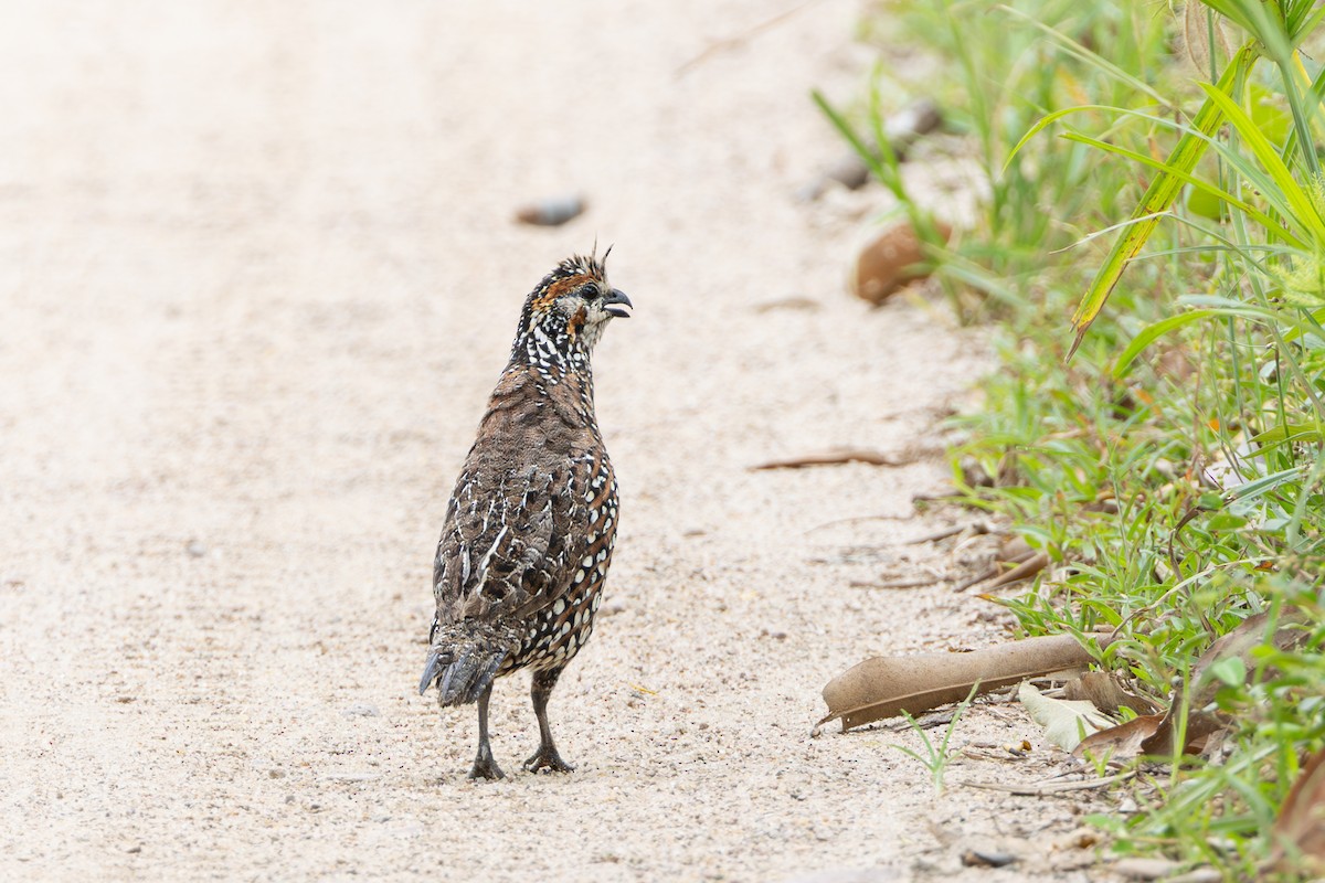 Crested Bobwhite - ML644278221