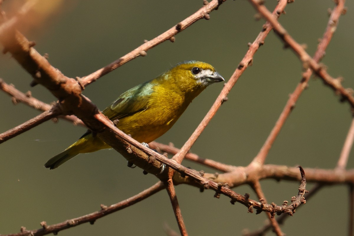 Sarıca Öfonya - ML644278225