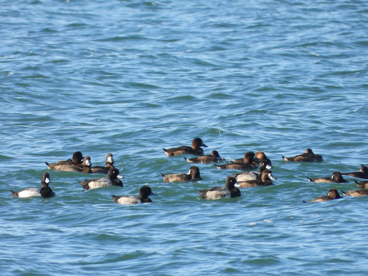 Fuligule milouinan - ML644278239