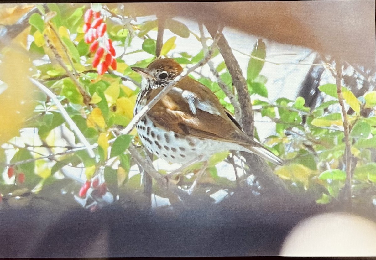 Wood Thrush - ML644278247