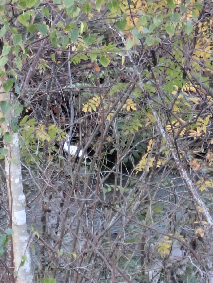 Great Egret - ML644278248
