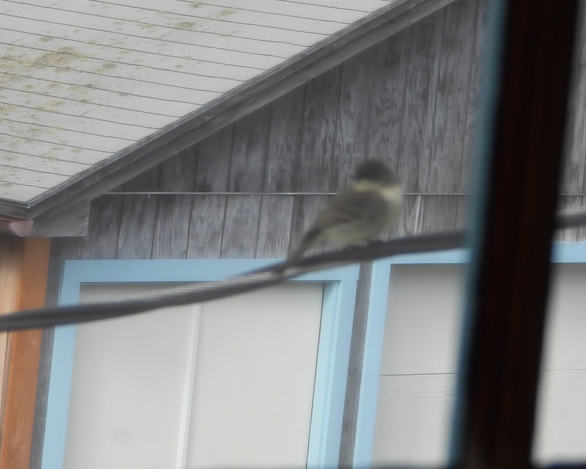 Eastern Phoebe - ML644278251