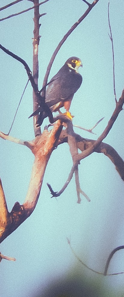 Peregrine Falcon (Shaheen) - ML644278253