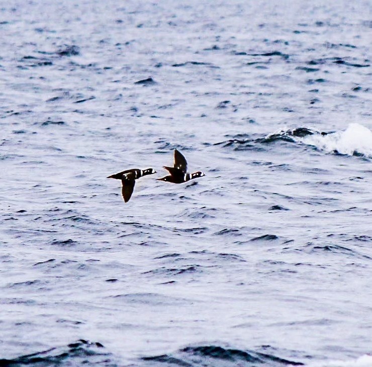 Ahate arlekina - ML644278256