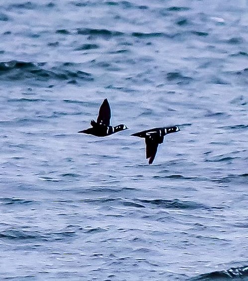 Ahate arlekina - ML644278257