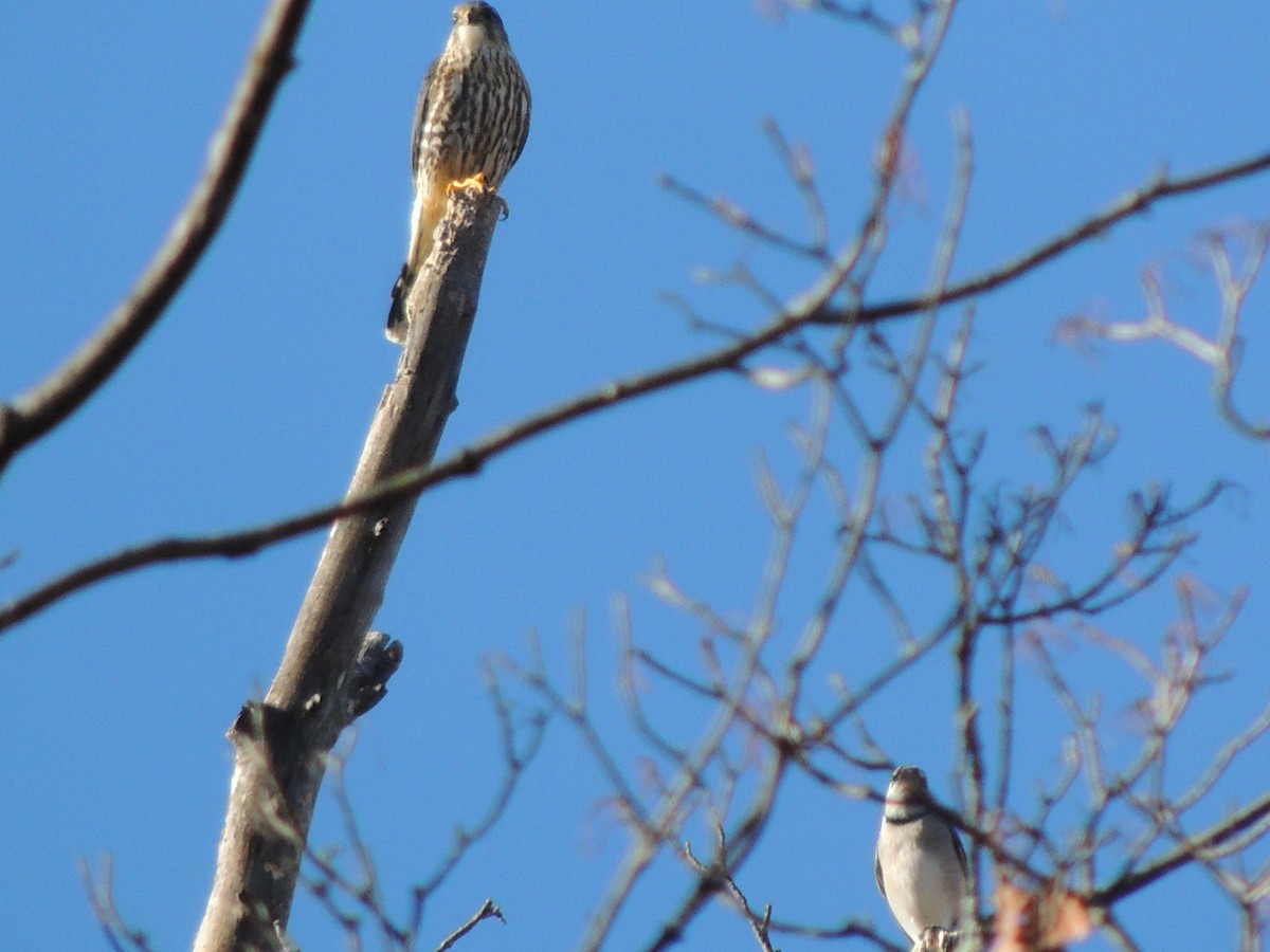 Хайргууна шонхор - ML644278263