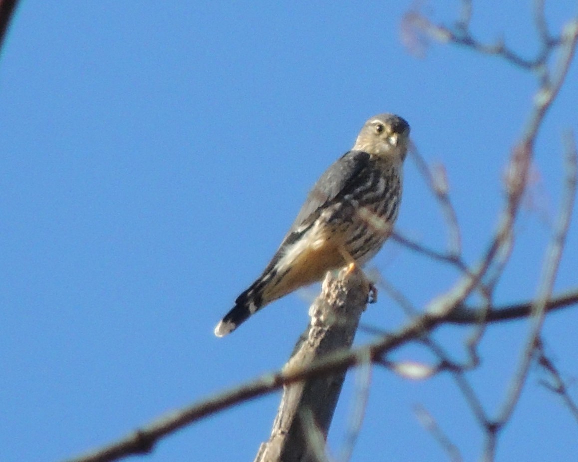 Хайргууна шонхор - ML644278265