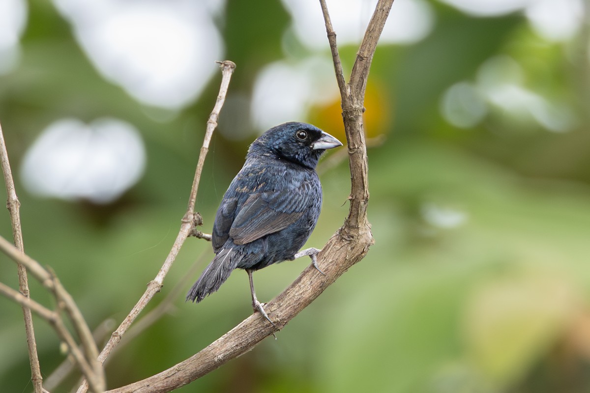 Якарина - ML644278266