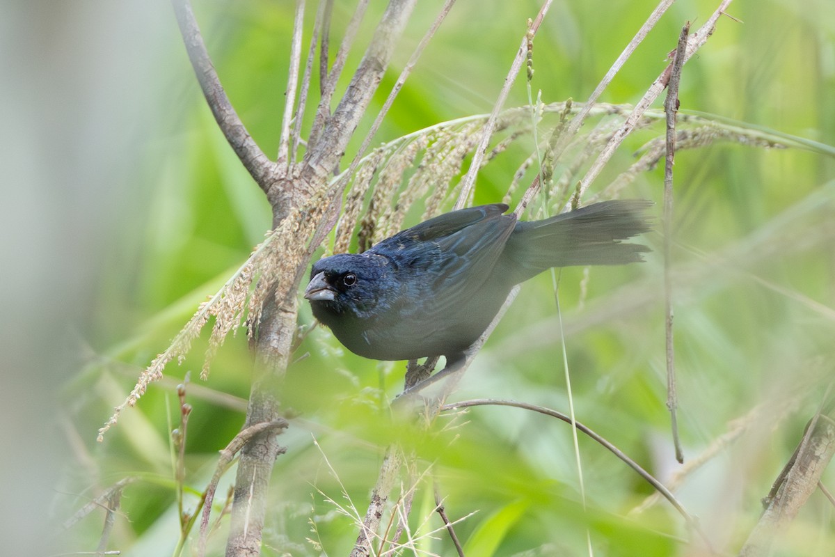 Якарина - ML644278267