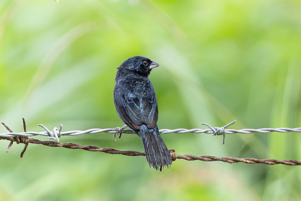 Якарина - ML644278268