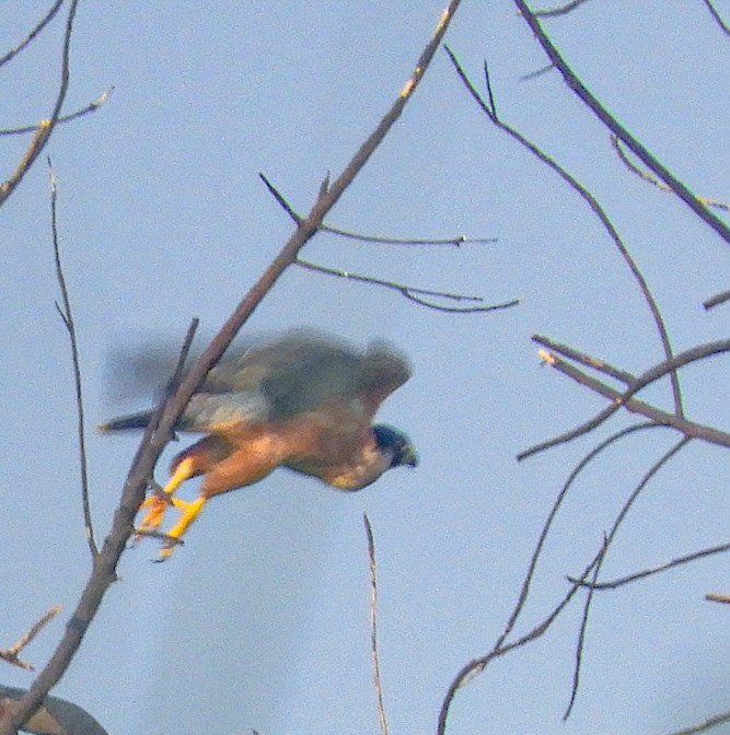 Peregrine Falcon (Shaheen) - ML644278269