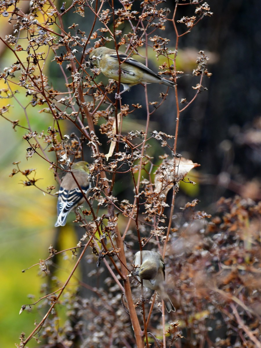 American Goldfinch - ML644278279