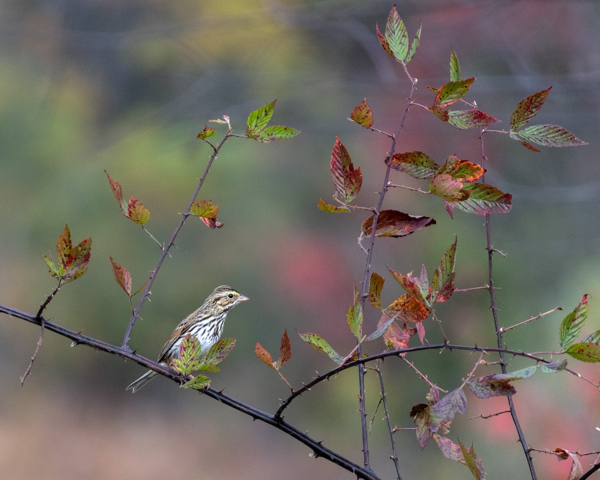 Savannah Sparrow - ML644278284