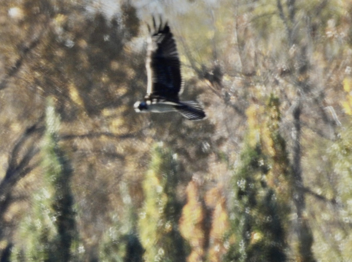 Balbuzard pêcheur - ML644278285