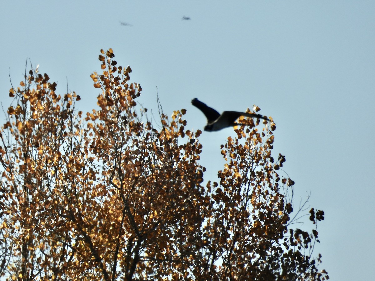 Balbuzard pêcheur - ML644278286