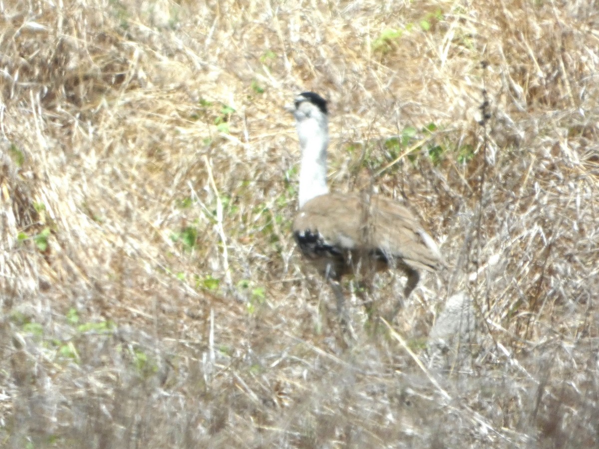 オーストラリアオオノガン - ML644278288