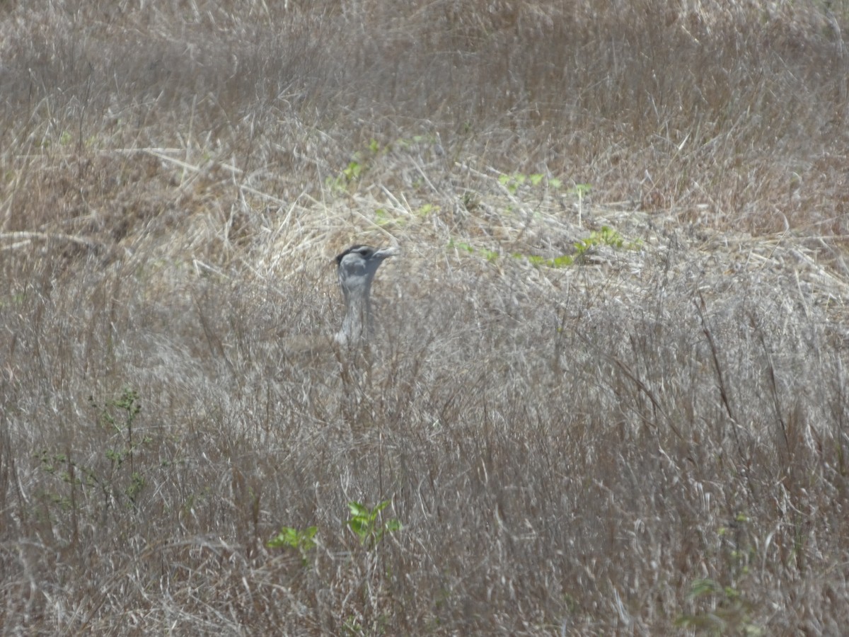 オーストラリアオオノガン - ML644278289