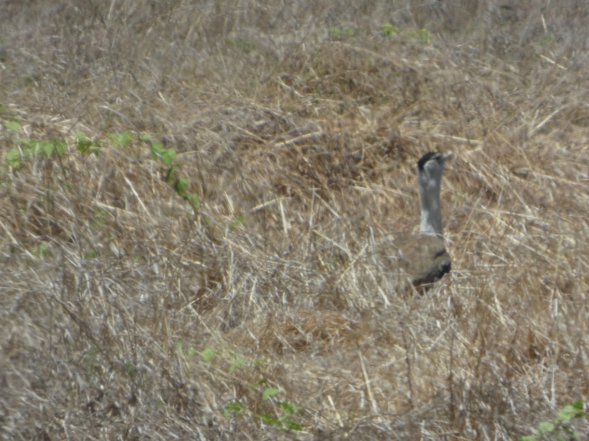 オーストラリアオオノガン - ML644278290