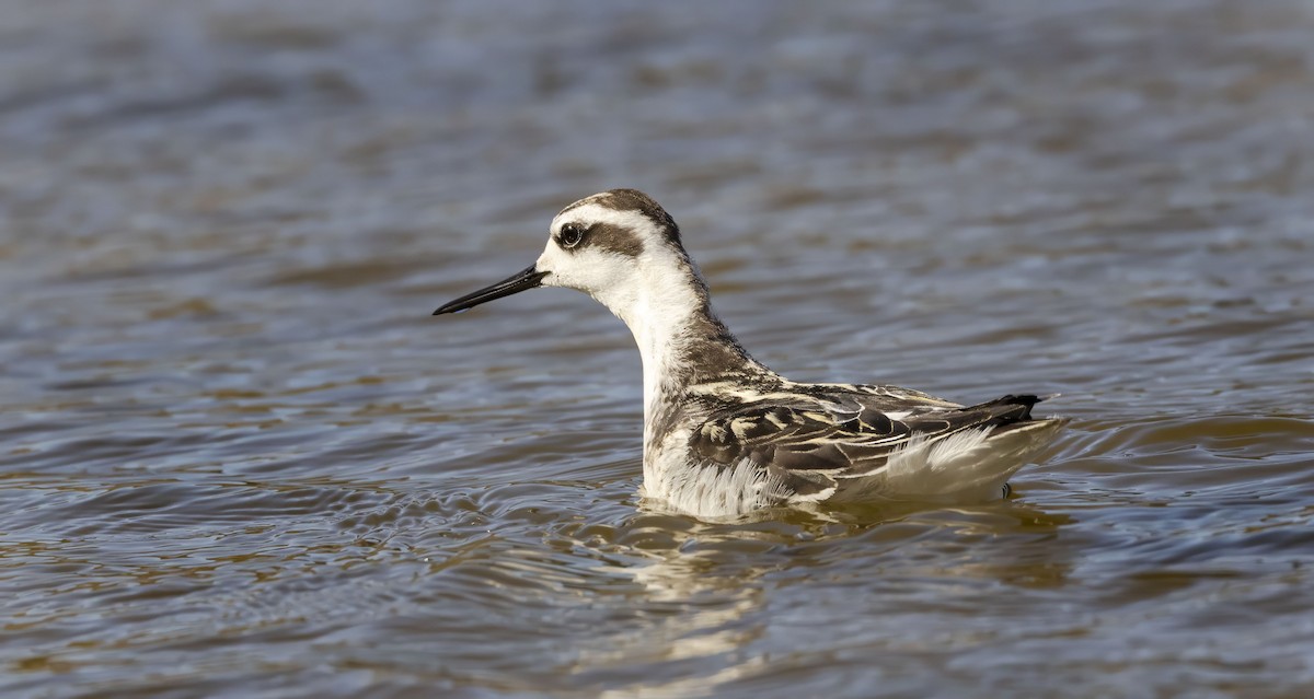 Нарийн сэлээхэй - ML644278293