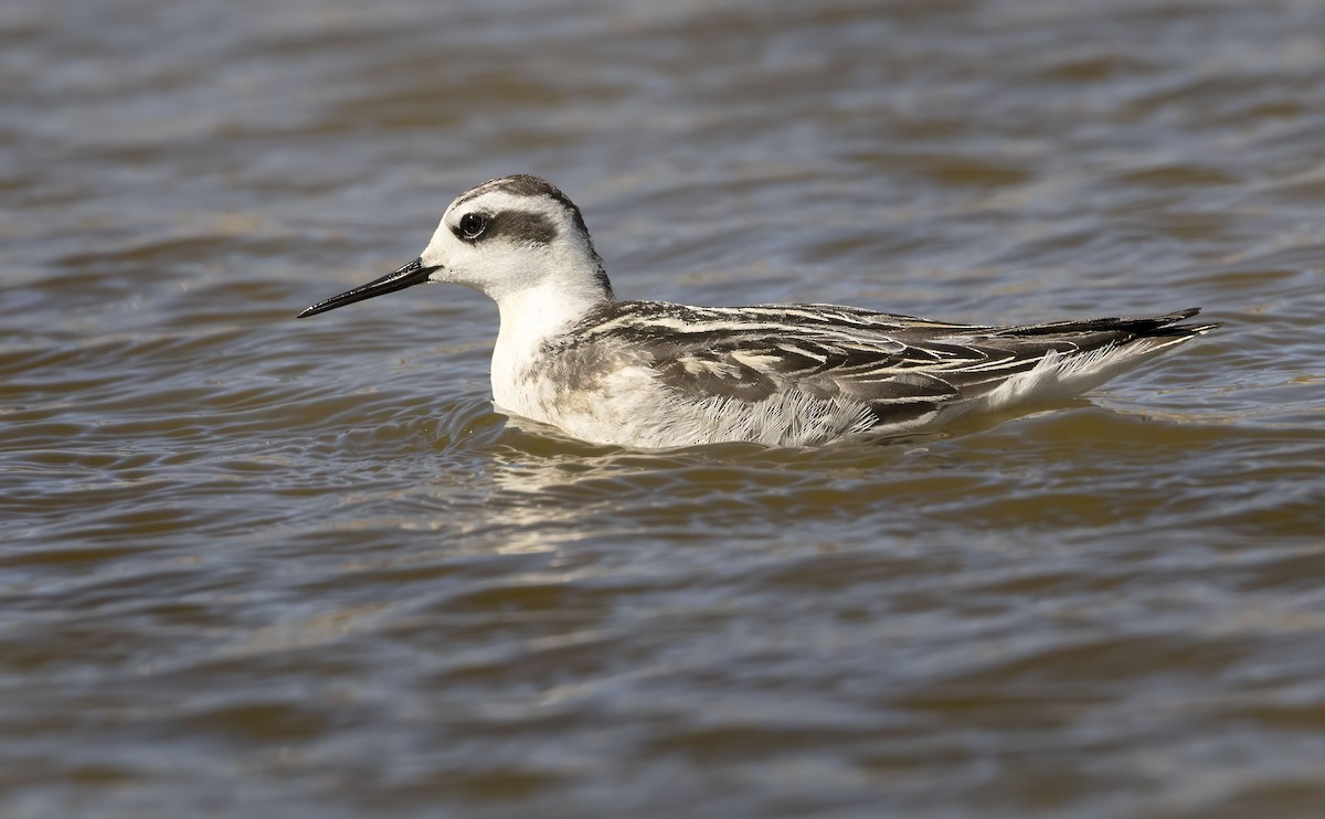Нарийн сэлээхэй - ML644278294