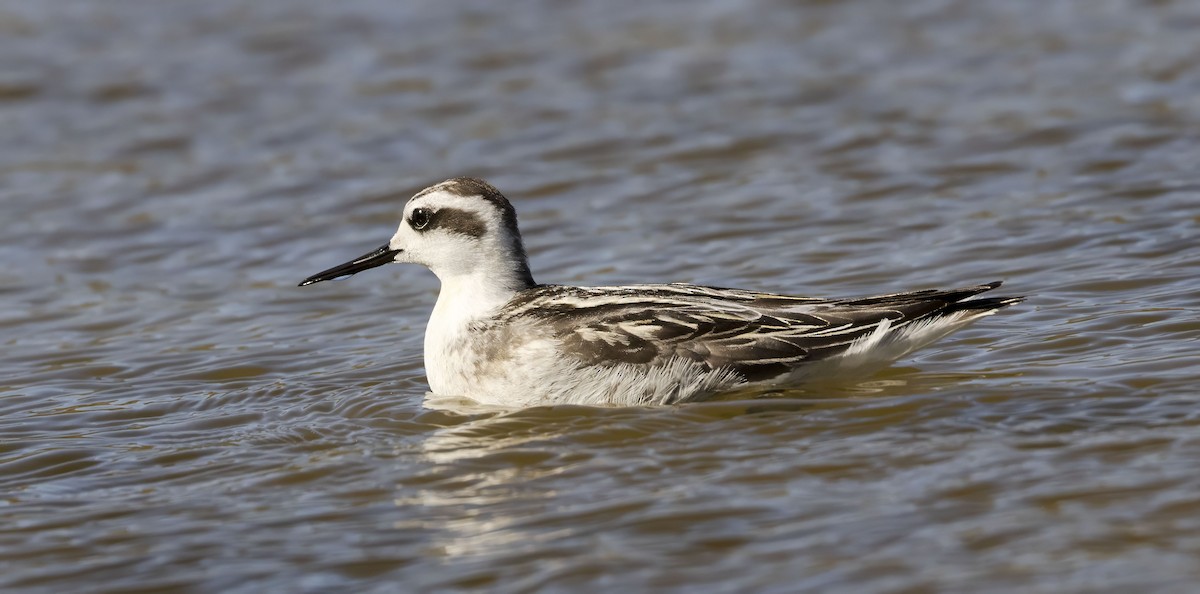 Нарийн сэлээхэй - ML644278295