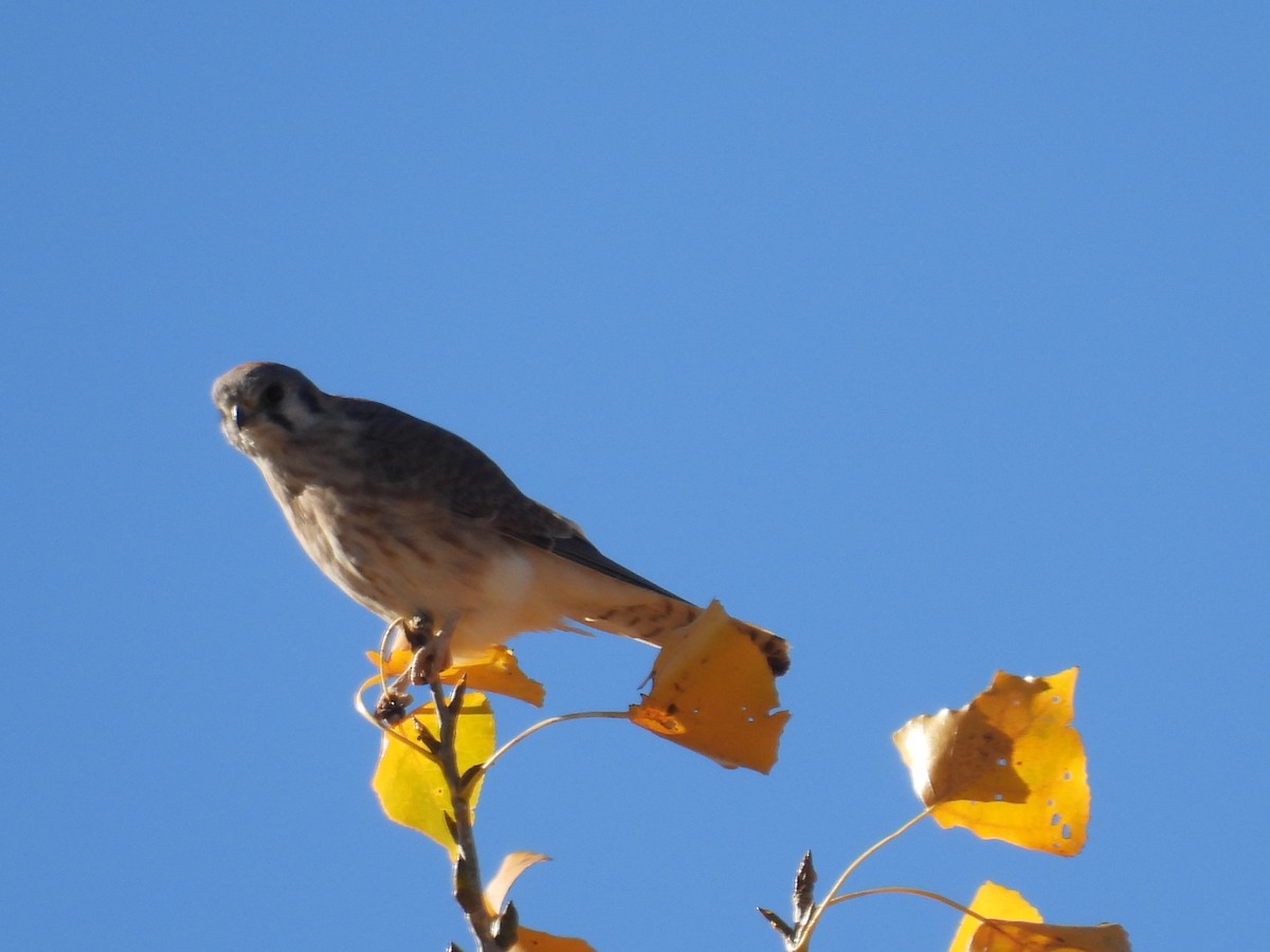 Crécerelle d'Amérique - ML644278300