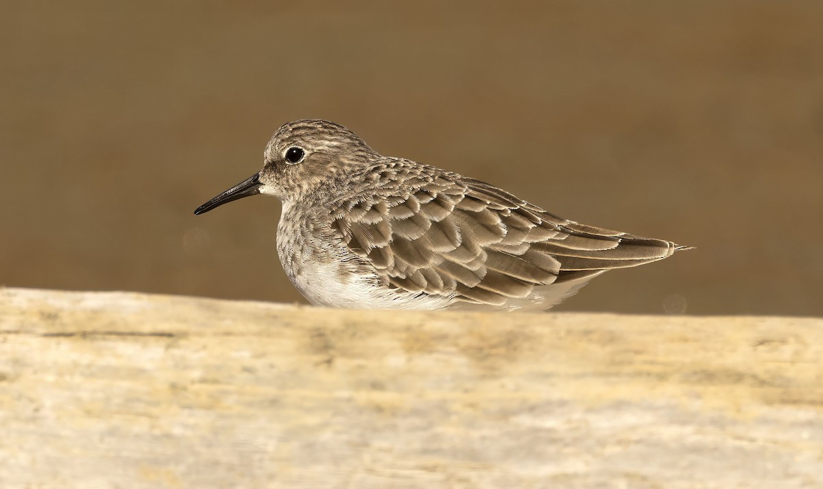 Least Sandpiper - ML644278307