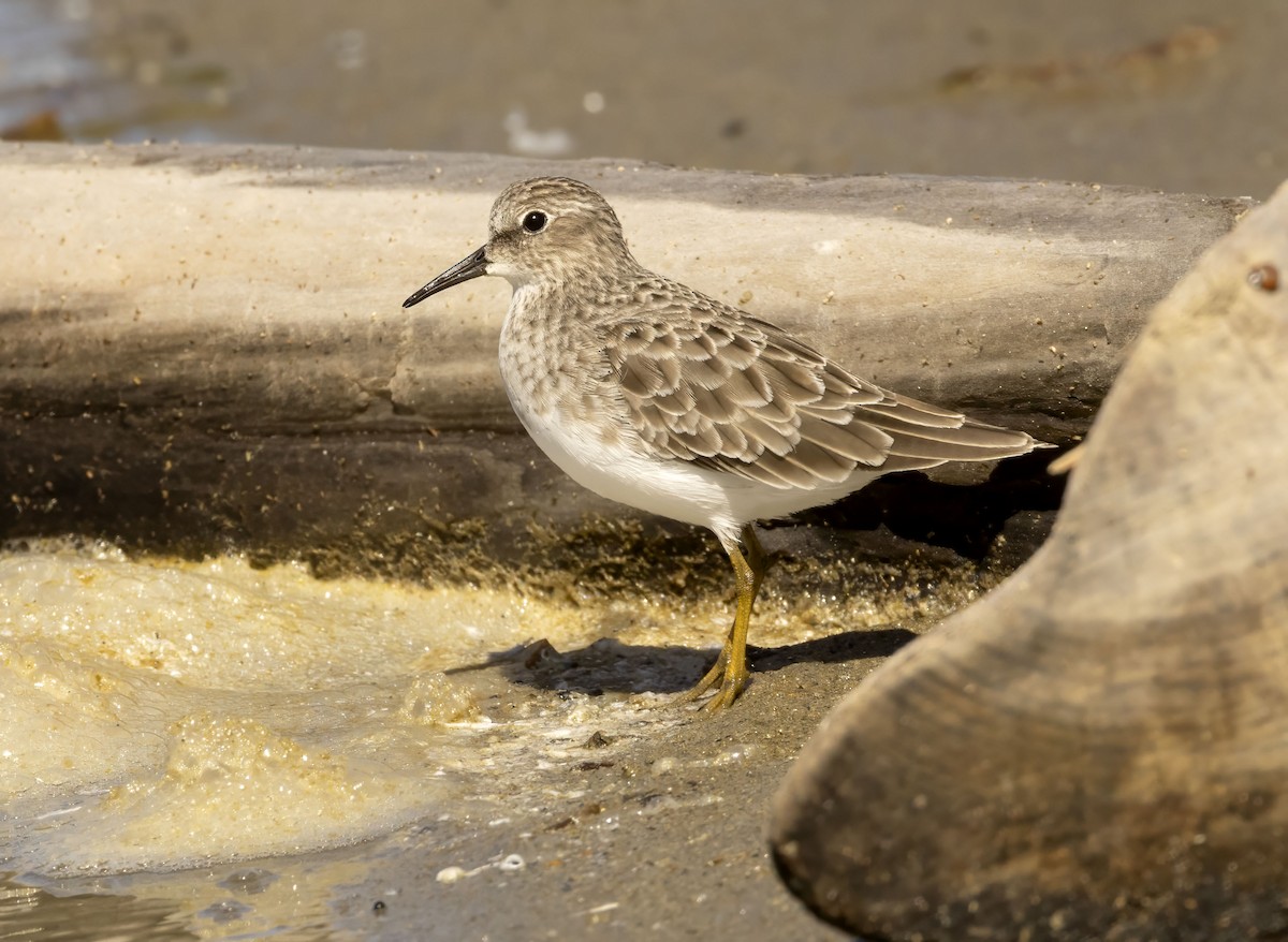 Least Sandpiper - ML644278308