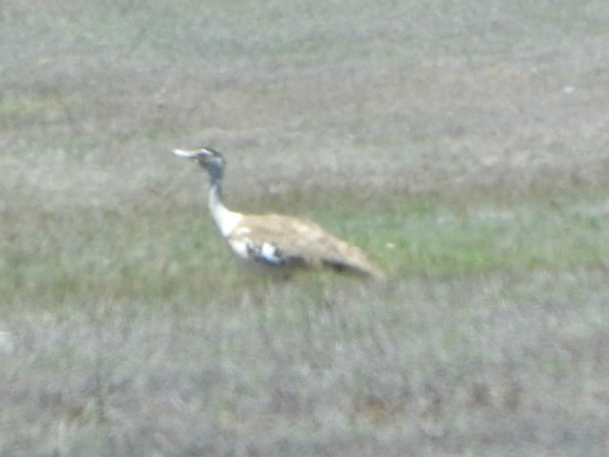 オーストラリアオオノガン - ML644278309