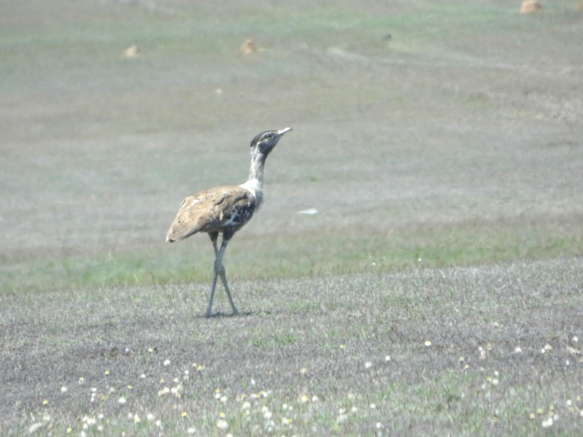 オーストラリアオオノガン - ML644278310