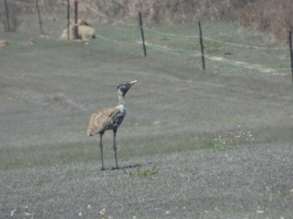 オーストラリアオオノガン - ML644278311