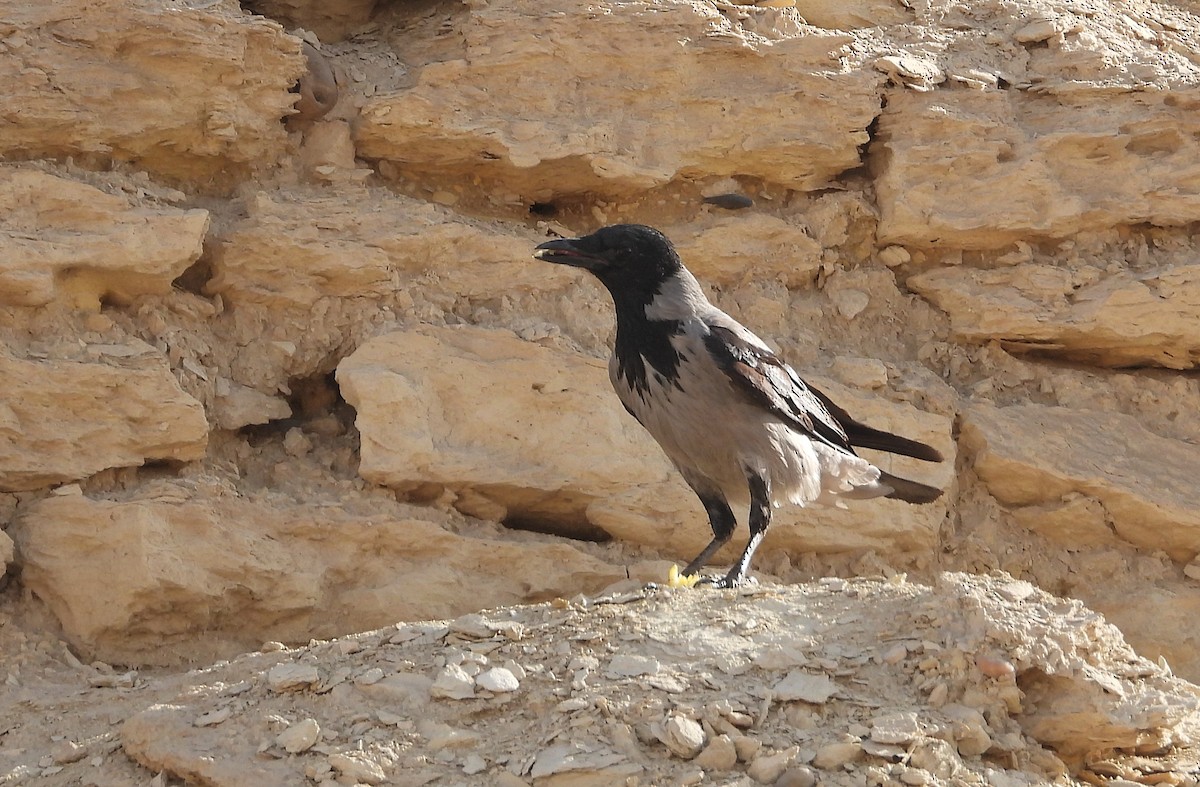 Hooded Crow - ML644278314