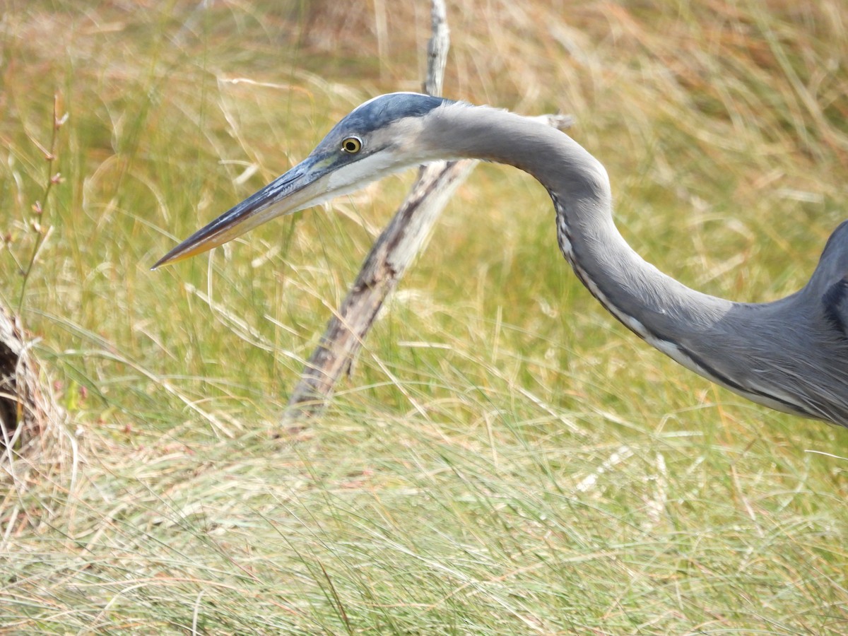 Great Blue Heron - Pat Whittle
