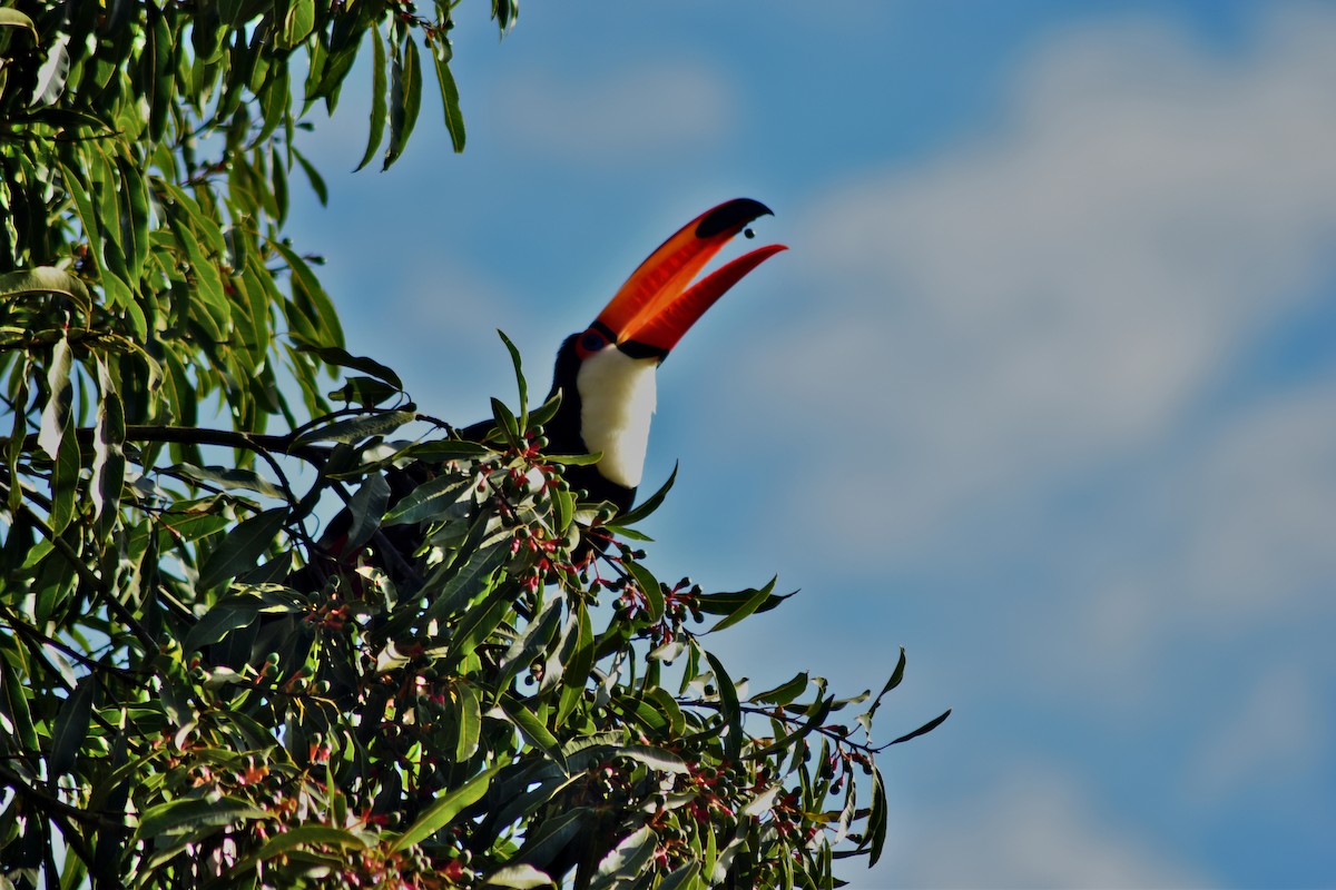 オニオオハシ - ML644278318