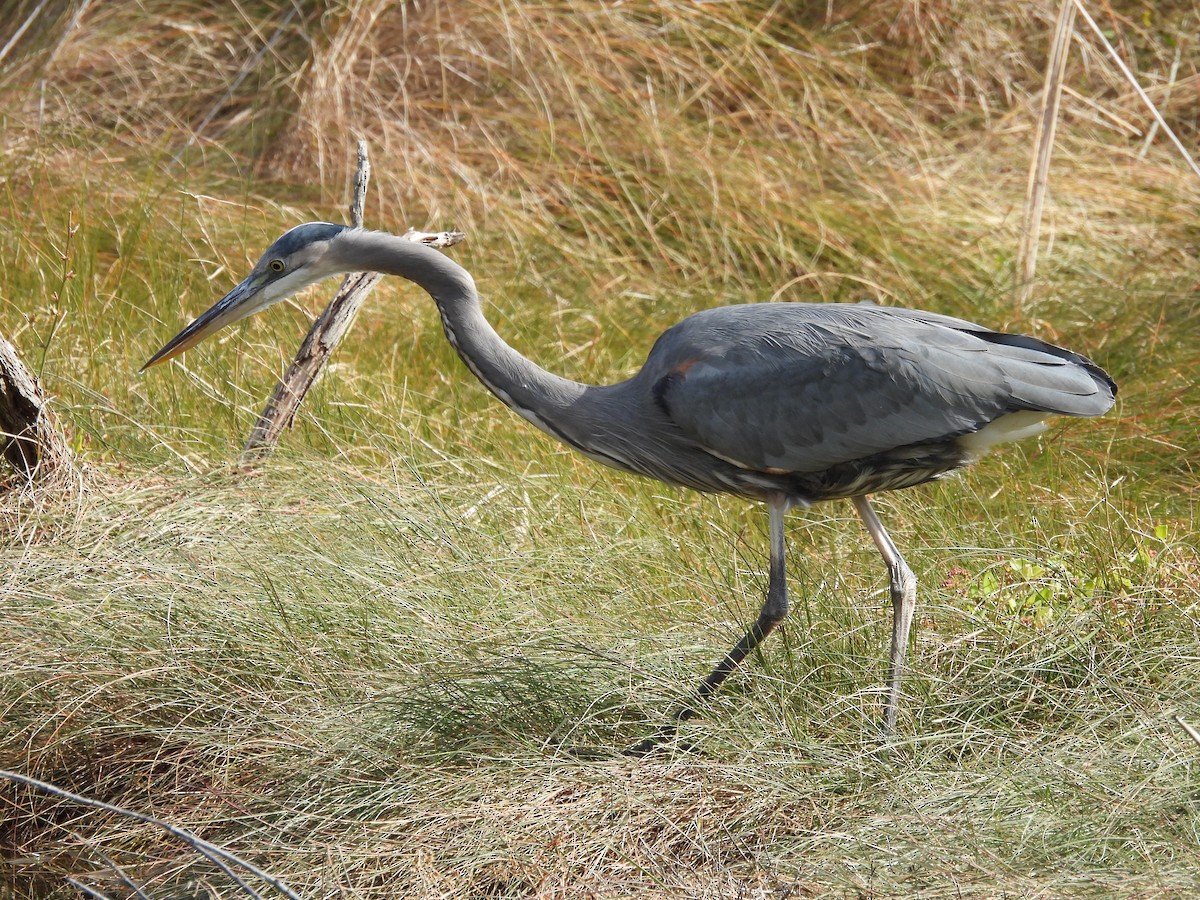 Great Blue Heron - Pat Whittle