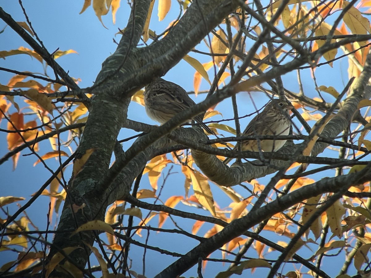 Vesper Sparrow - ML644278320