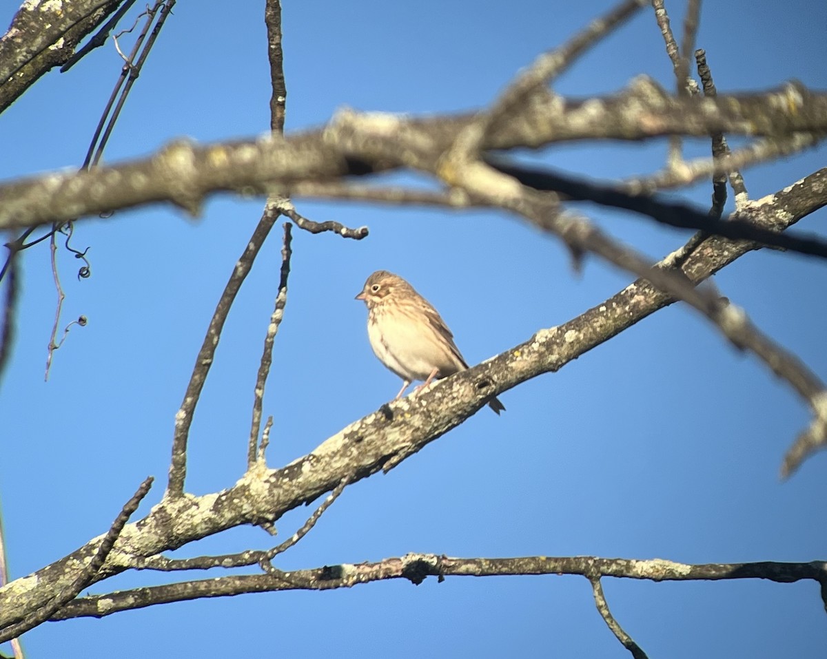 Vesper Sparrow - ML644278321