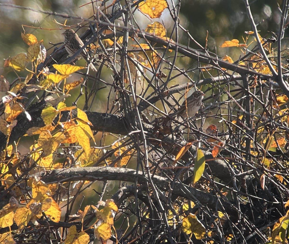 Vesper Sparrow - ML644278322