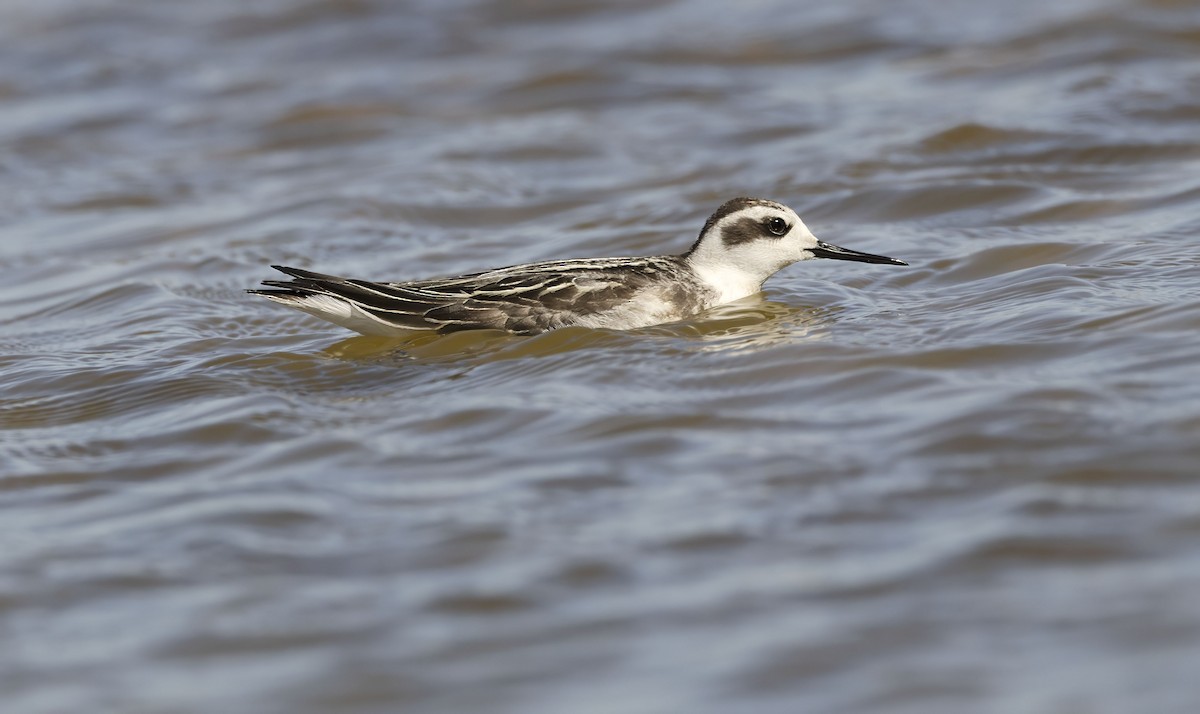 Нарийн сэлээхэй - ML644278326