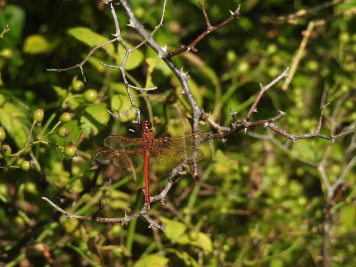 Insects - ML644278333