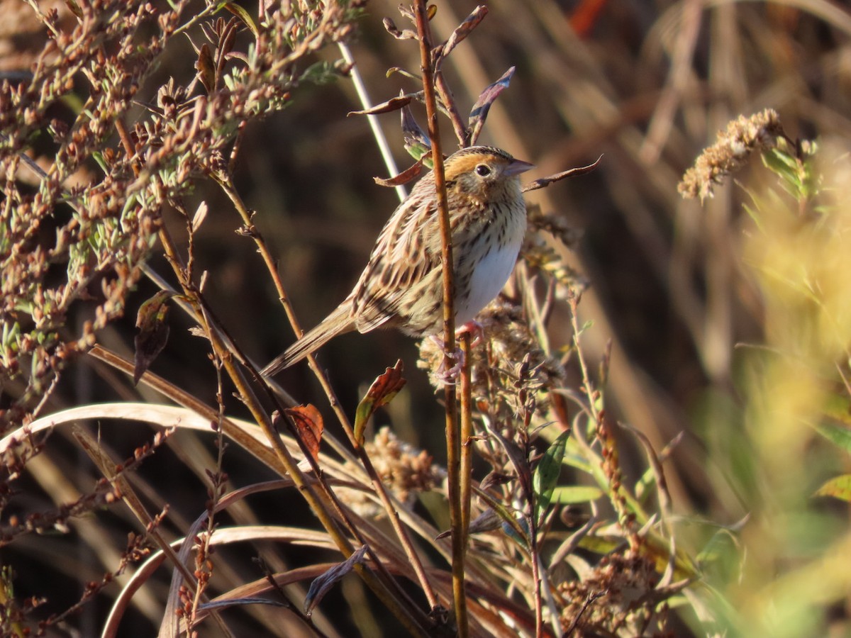 LeConte's Sparrow - ML644278335