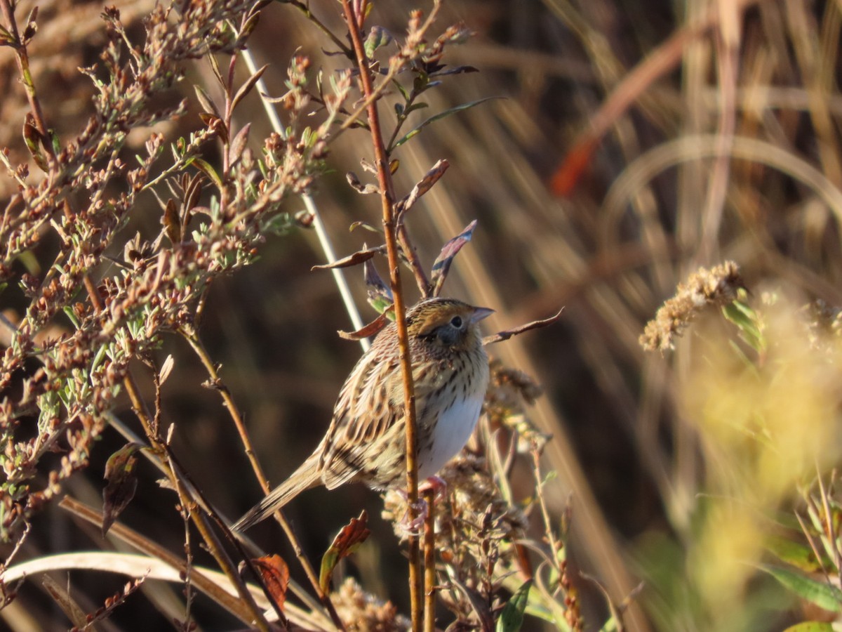 LeConte's Sparrow - ML644278336