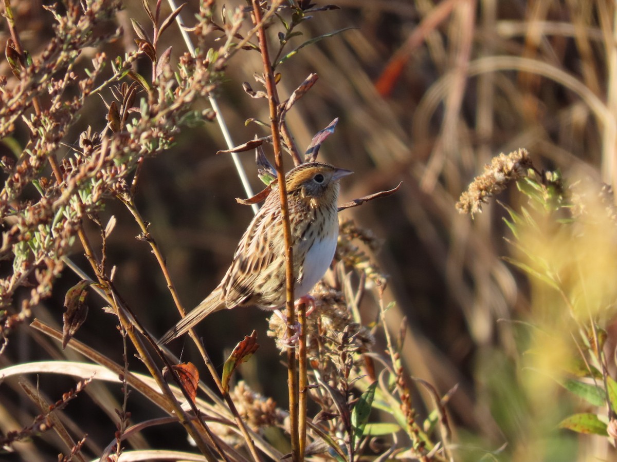 LeConte's Sparrow - ML644278337