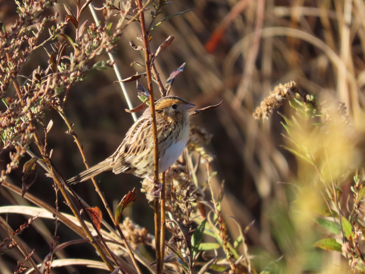 LeConte's Sparrow - ML644278338